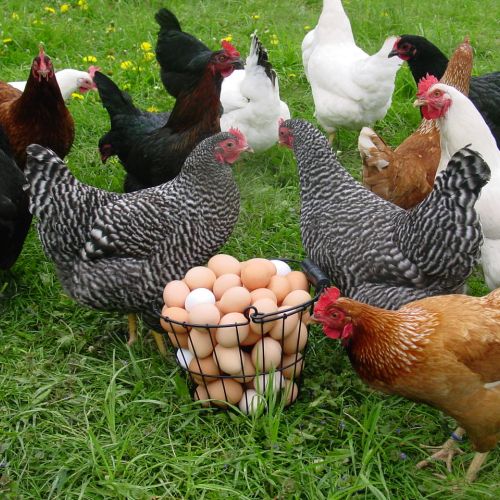 تاثیر کلسیم کلراید بر پرورش مرغ: راهکارهای عملی و داده های آماری افزایش بهره‌وری